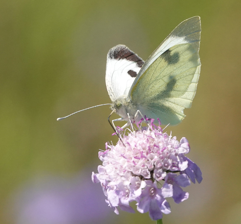 Stor Klsommerfugl, Pieris brassicae hun. Birkemosen, Gedser, Falster d. 19 juli 2024. Fotograf; Lars Andersen 