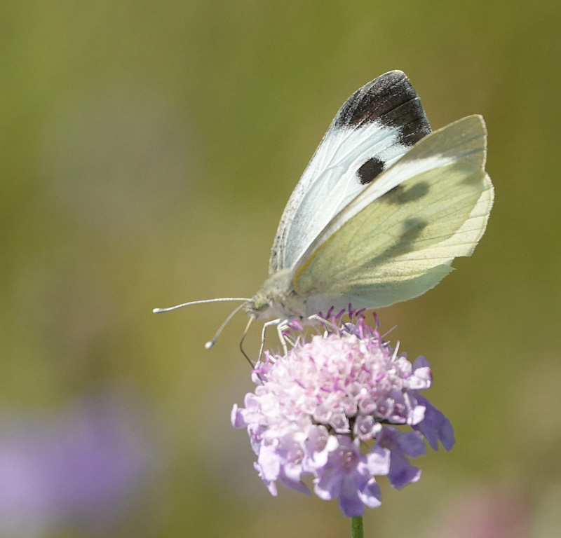 Stor Klsommerfugl, Pieris brassicae hun. Birkemosen, Gedser, Falster d. 19 juli 2024. Fotograf; Lars Andersen 