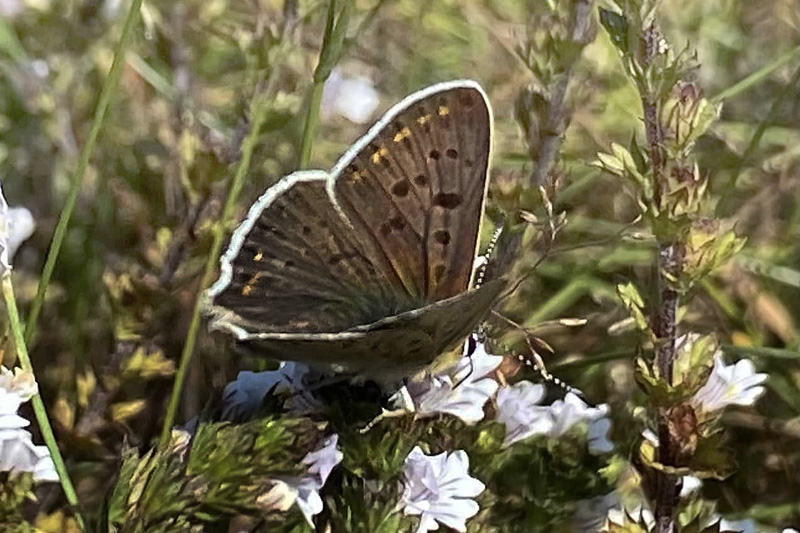 Sort Ildfugl, Lycaena tityrus han. Bøtø Dige, Falster, Danmark d. 20 juli 2024. Fotograf: Jeanette Stærk Larsen