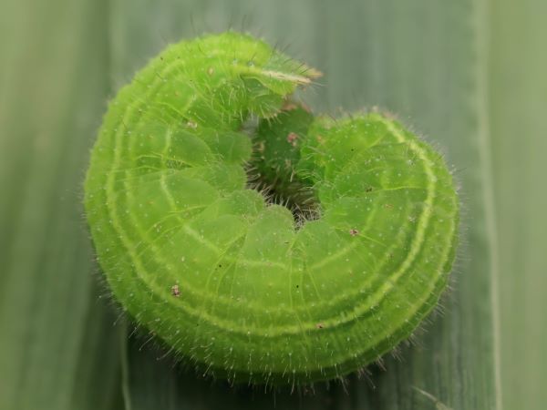 Skovrandøje, Pararge aegeria ssp. tircis (Godart, 1821) larve. Lyngby, Århus, Danmark d. 1 november 2024. Fotograf: Yvonne Bloch