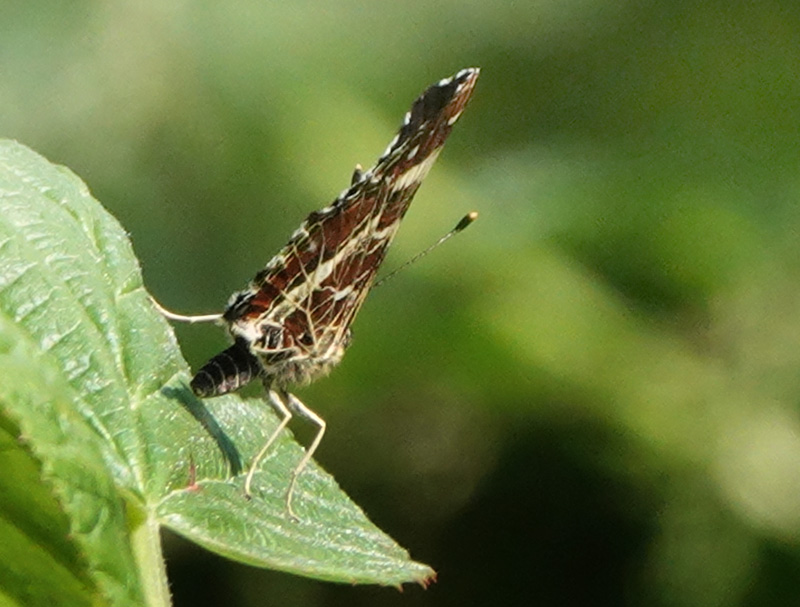 Nldesommerfugl, Araschina levana f. prosa hun. Corselitze Skov, Falster d. 21 juli 2024. Fotograf; Lars Andersen