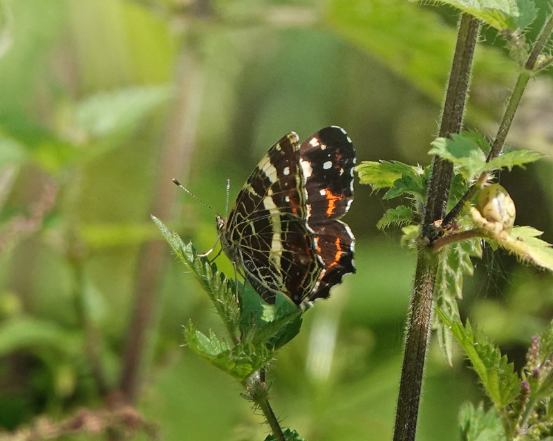 Nldesommerfugl, Araschina levana f. prosa hun. Corselitze Skov, Falster d. 21 juli 2024. Fotograf; Lars Andersen