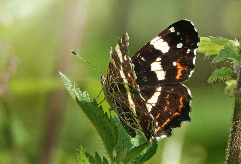 Nldesommerfugl, Araschina levana f. prosa hun. Corselitze Skov, Falster d. 21 juli 2024. Fotograf; Lars Andersen