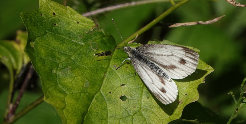Grønåret Kålsommerfugl, Pieris napi hun,Kongelunden, Amager d. 31 juli 2024. Fotograf; Lars Andersen