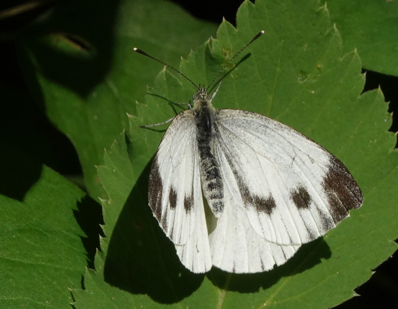Grønåret Kålsommerfugl, Pieris napi hun,Kongelunden, Amager d. 31 juli 2024. Fotograf; Lars Andersen