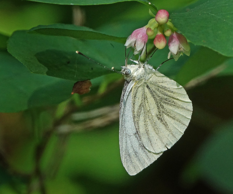 Grønåret Kålsommerfugl, Pieris napi hun,Kongelunden, Amager d. 31 juli 2024. Fotograf; Lars Andersen