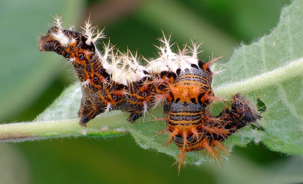 Det Hvide C, Polygonia c-album larve på pil, Grenå, Norddjurs, Danmark d. 6 november 2021. Fotograf; Kjeld Brem