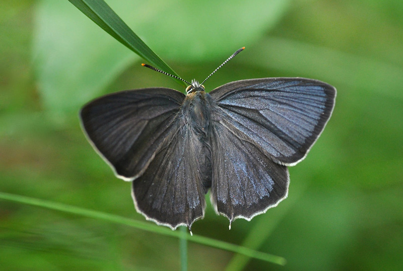 Blåhale, Quercusia quercus. Bornholm d. 27 juli 2024; Michael Stoltze