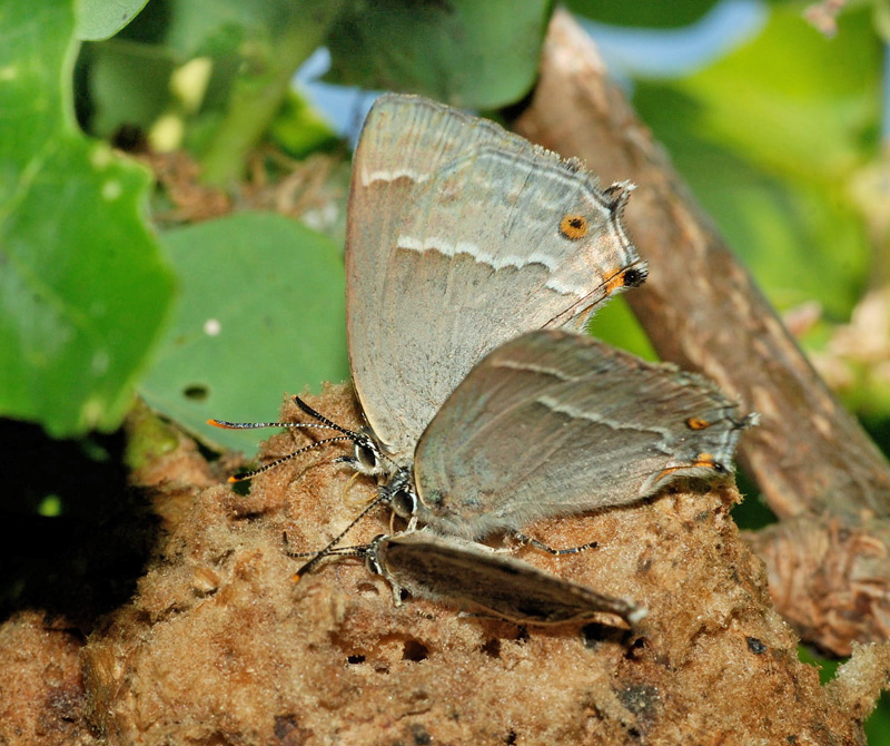 Blåhale, Quercusia quercus. Bornholm d. 27 juli 2024; Michael Stoltze