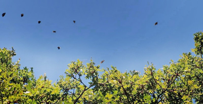 Blåhale, Quercusia quercus. Bornholm d. 27 juli 2024; Michael Stoltze