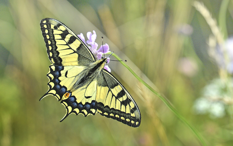 Svalehale, Papilio machaon han. Birkemosen, Gedser, Lolland, Danmark d. 19 juli 2024. Fotograf; Lars Adler Krogh