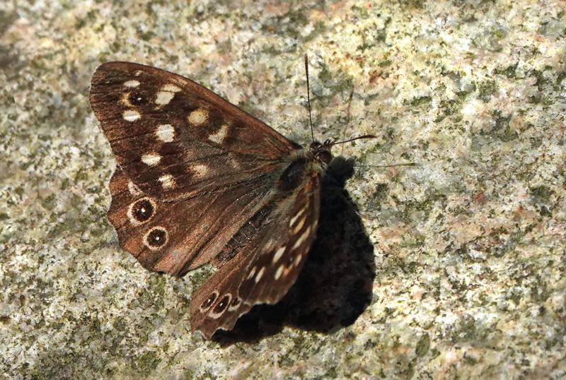 Skovrandøje, Pararge aegeria ssp. tircis (Godart, 1821) han. H/F Sønderbro, Amager d. 19 september 2024. Fotograf: Lars Andersen