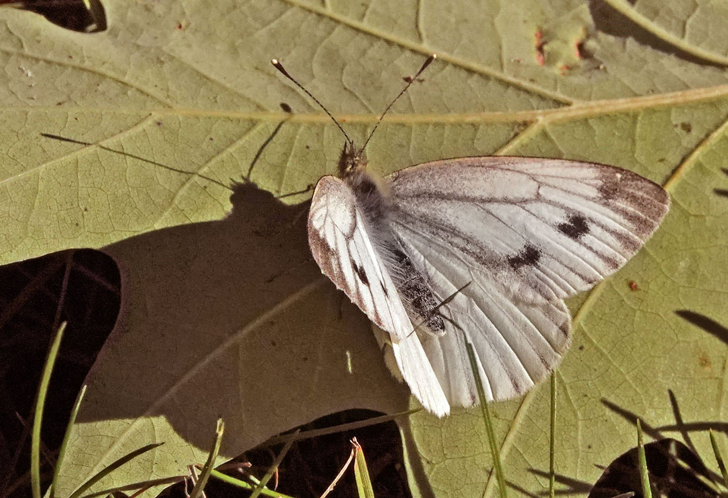 Grønåret Kålsommerfugl, Pieris napi hun, Vestre Kirkegård, 2450 København, Nordsjælland d. 2 oktober 2024. Fotograf; Lars Andersen