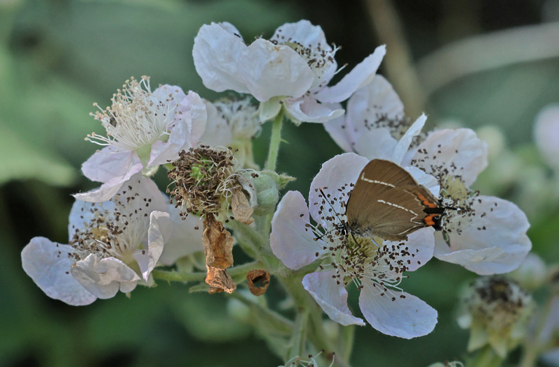 Det Hvide W, Satyrium w-album han. Amager Flled, Amager d. 26 juni 2024. Fotograf; Lars Andersen