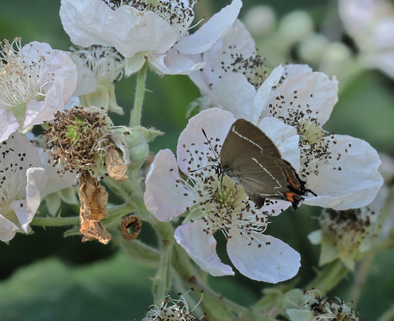 Det Hvide W, Satyrium w-album han. Amager Flled, Amager d. 26 juni 2024. Fotograf; Lars Andersen