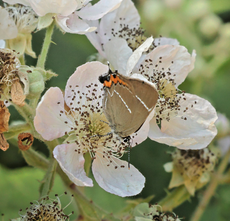 Det Hvide W, Satyrium w-album han. Amager Flled, Amager d. 26 juni 2024. Fotograf; Lars Andersen