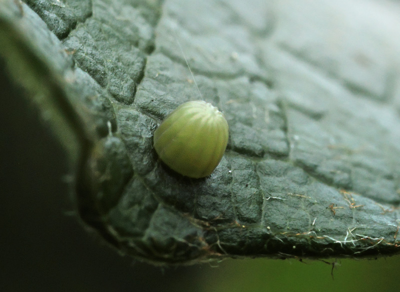 Iris, Apatura iris æg på seljepil. Kongelunden, Amager d. 24 juli 2024. Fotograf; Lars Andersen