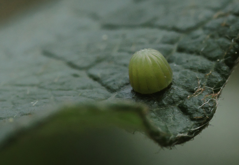 Iris, Apatura iris æg på seljepil. Kongelunden, Amager d. 24 juli 2024. Fotograf; Lars Andersen