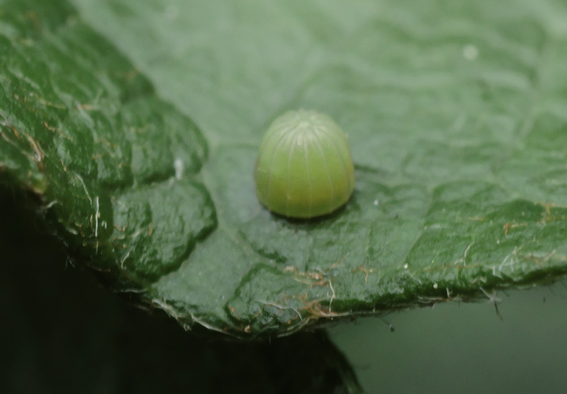 Iris, Apatura iris æg på seljepil. Kongelunden, Amager d. 24 juli 2024. Fotograf; Lars Andersen