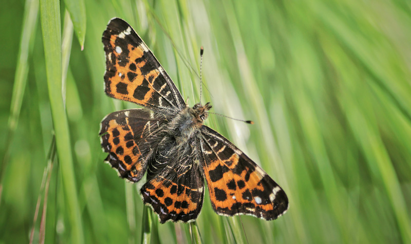Nldesommerfugl, Araschina levana forrsform levana. Sengelse, Nordsjlland d. 12 maj 2024. Fotograf; Lars Andersen