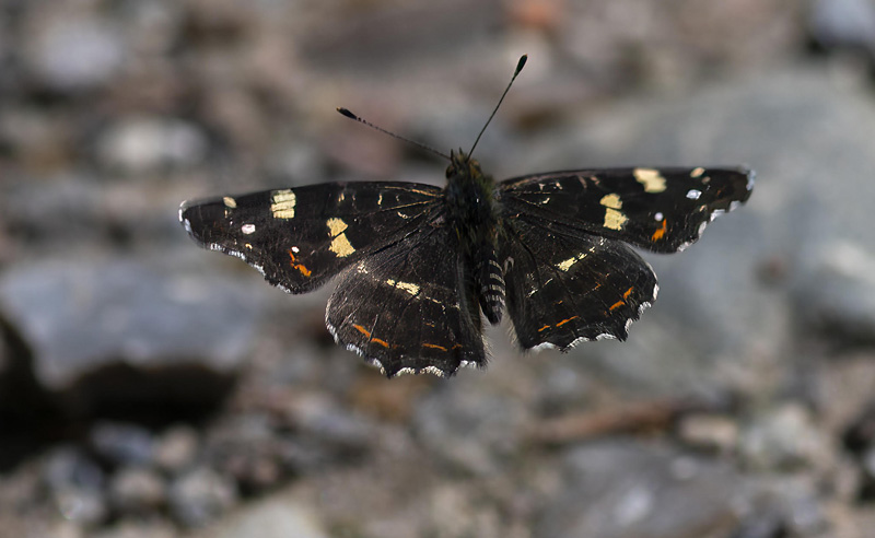 Nldesommerfugl, Araschina levana f. prosa han. Sholt Skovene, Lolland d. 7 juli 2024. Fotograf; Tubas Lkkegaard