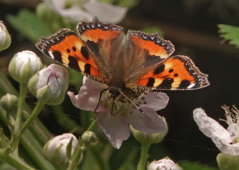 Nldens Takvinge, Aglais urticae (Linnaeus, 1758). Amager Flled, Amager d. 18 juni 2024. Fotograf; Lars Andersen