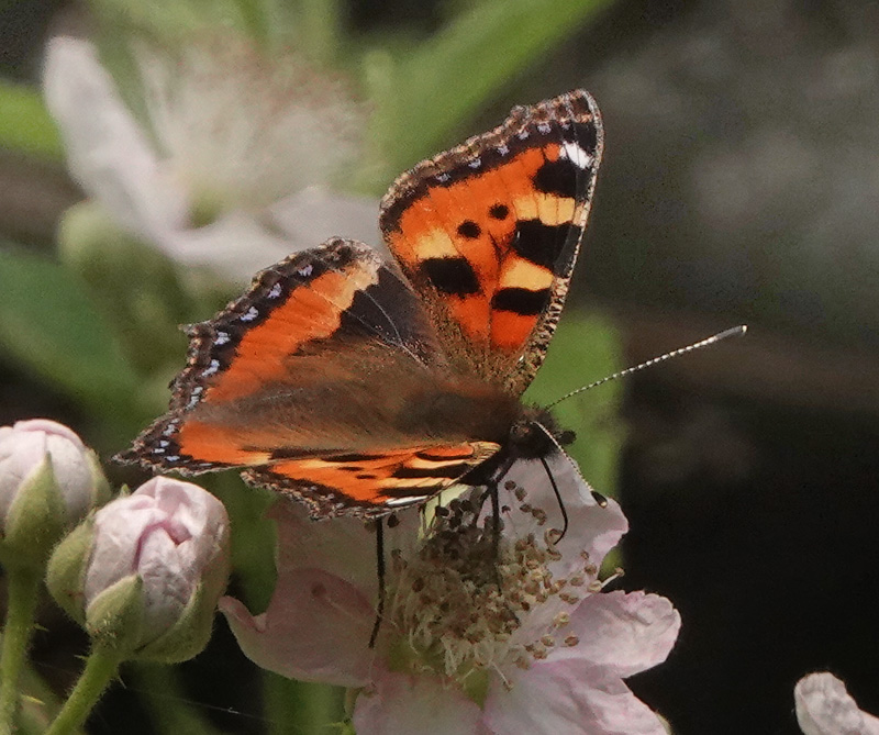 Nldens Takvinge, Aglais urticae (Linnaeus, 1758). Amager Flled, Amager d. 18 juni 2024. Fotograf; Lars Andersen