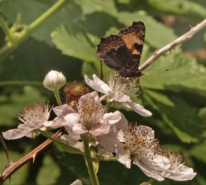 Nldens Takvinge, Aglais urticae (Linnaeus, 1758). Amager Flled, Amager d. 18 juni 2024. Fotograf; Lars Andersen