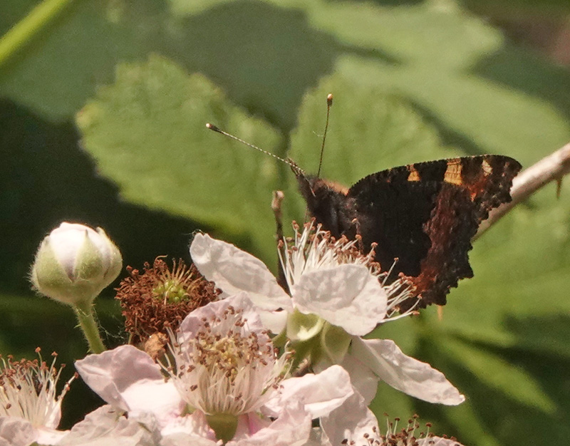 Nldens Takvinge, Aglais urticae (Linnaeus, 1758). Amager Flled, Amager d. 18 juni 2024. Fotograf; Lars Andersen