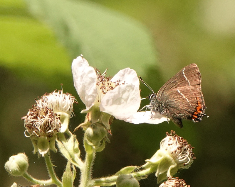Det Hvide W, Satyrium w-album han. Amager Flled, Amager d. 24 juni 2024. Fotograf; Lars Andersen