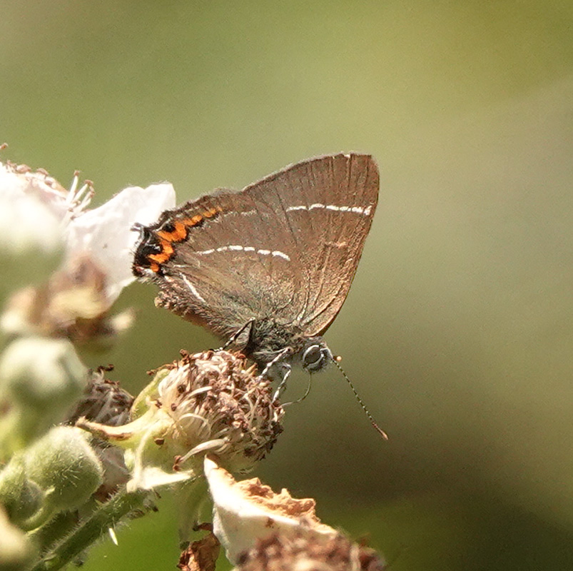 Det Hvide W, Satyrium w-album han. Amager Flled, Amager d. 24 juni 2024. Fotograf; Lars Andersen