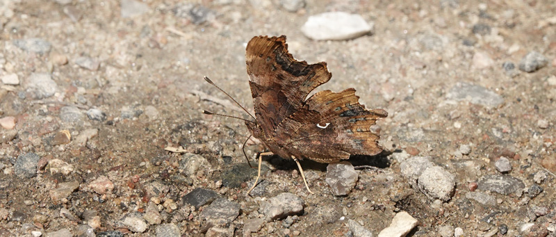Det Hvide C, Polygonia c-album. Askeskoven, Amager Fælled, Amager d. 29 juni 2024. Fotograf; Lars Andersen