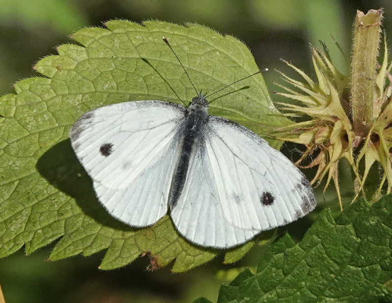 Grønåret Kålsommerfugl, Pieris napi hun,Kongelunden, Amager d. 1 juli 2024. Fotograf; Lars Andersen