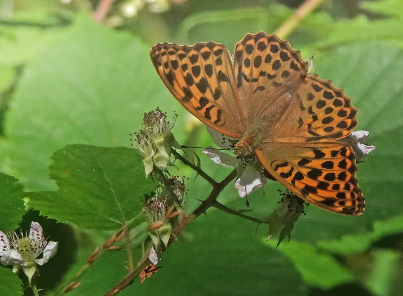 Kejserkåbe, Argynnis paphia hanner og hunner. Søholt Skovene,Lolland, Danmark d. 8 juli 2024. Fotograf; Lars Andersen