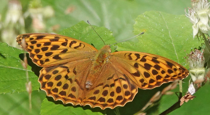 Kejserkåbe, Argynnis paphia hanner og hunner. Søholt Skovene,Lolland, Danmark d. 8 juli 2024. Fotograf; Lars Andersen