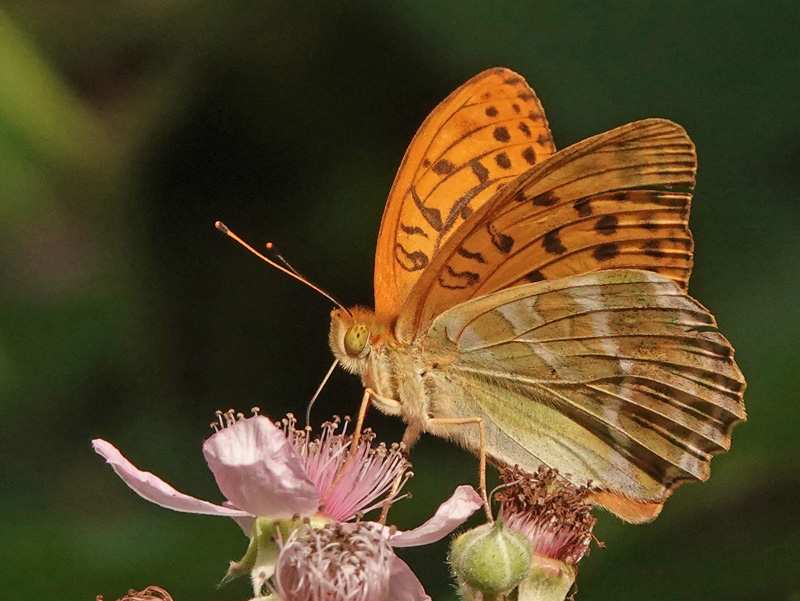 Kejserkåbe, Argynnis paphia hanner og hunner. Søholt Skovene,Lolland, Danmark d. 8 juli 2024. Fotograf; Lars Andersen