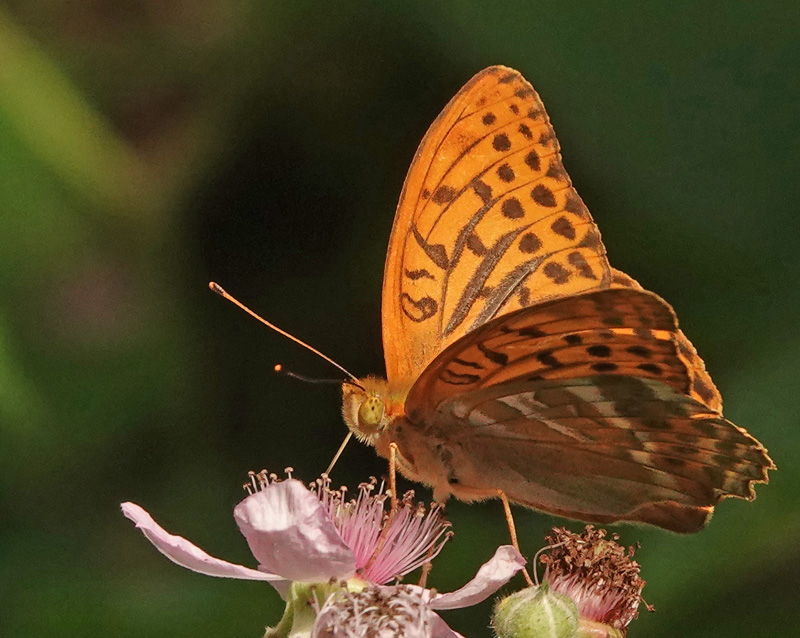 Kejserkåbe, Argynnis paphia hanner og hunner. Søholt Skovene,Lolland, Danmark d. 8 juli 2024. Fotograf; Lars Andersen