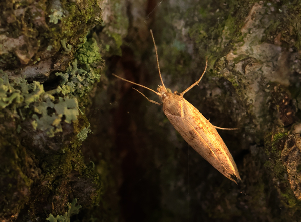 Broget Vintermøl, Mompha epilobiella (Denis & Schiffermüller, 1775). Parken ved Zoologisk Museum. København, Nordsjælland d. 20 oktober 2024. Fotograf: Lars Andersen