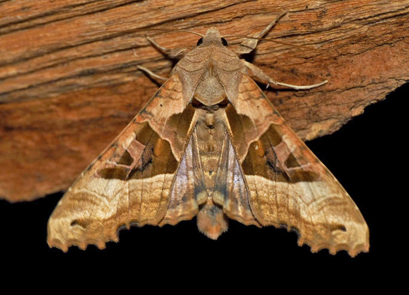 Agatugle, Phlogophora meticulosa (Linnaeus, 1758). Kværkeby, Sjælland d. 16 september 2024. Fotograf: Kim Fjellerad Vognsen