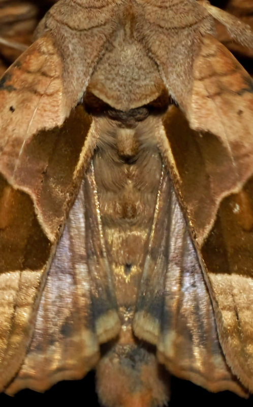 Agatugle, Phlogophora meticulosa (Linnaeus, 1758). Kværkeby, Sjælland d. 16 september 2024. Fotograf: Kim Fjellerad Vognsen