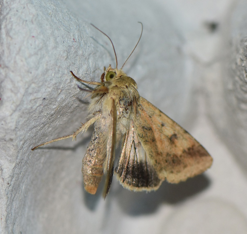 Kriger Trk-Ugle / Paprikaugle, Helicoverpa armigera (Hbner, 1808). Ordrup. Nordsjlland d. 8 september 2024. Fotograf: Birgitte Rhmann