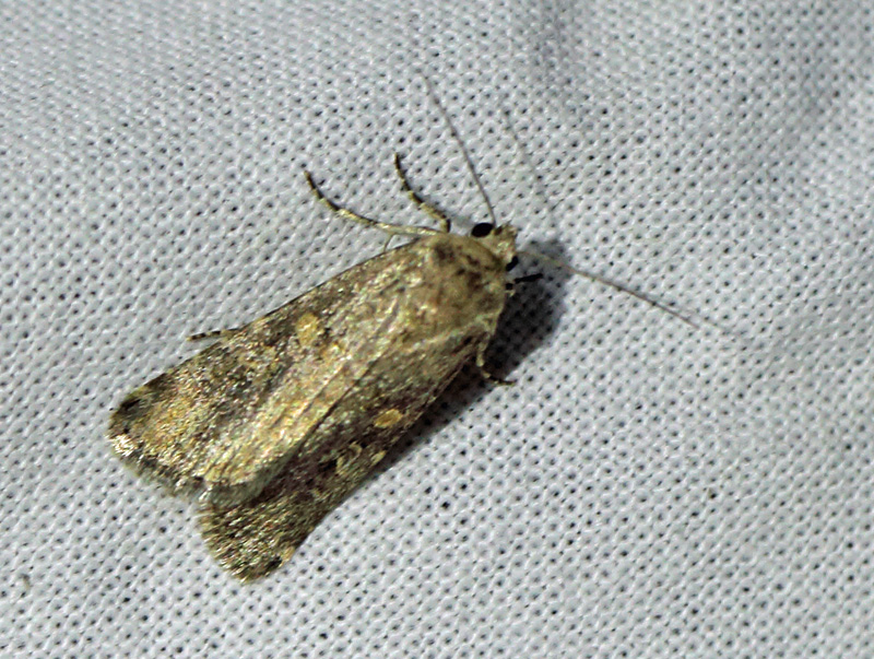 Smalvinget Ugle, Spodoptera exigua (Hübner, 1808). Holtug Kridtbrud d. 7 september 2024. Fotograf: Lars Andersen