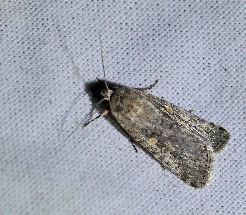 Smalvinget Ugle, Spodoptera exigua (Hübner, 1808). Holtug Kridtbrud d. 7 september 2024. Fotograf: Lars Andersen