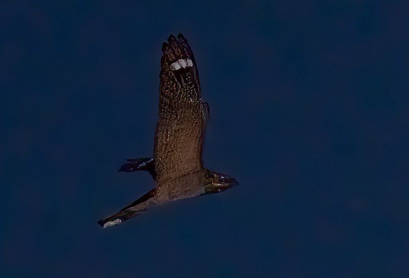 Natravn, Caprimulgus europaeus. Rødbyhavn Færgeleje, Lolland d. 3 juni 2024. Fotograf; Tubas Løkkegaard