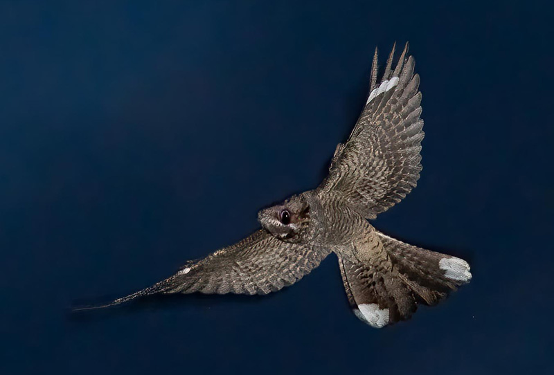 Natravn, Caprimulgus europaeus. Rødbyhavn Færgeleje, Lolland d. 6 juni 2024. Fotograf; Tubas Løkkegaard