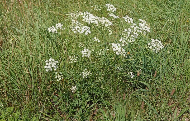 Almindelig Pimpinelle, Pimpinella saxifraga. Bt Diget, Falster d. 19 juli 2024 . Fotograf; Lars Andersen