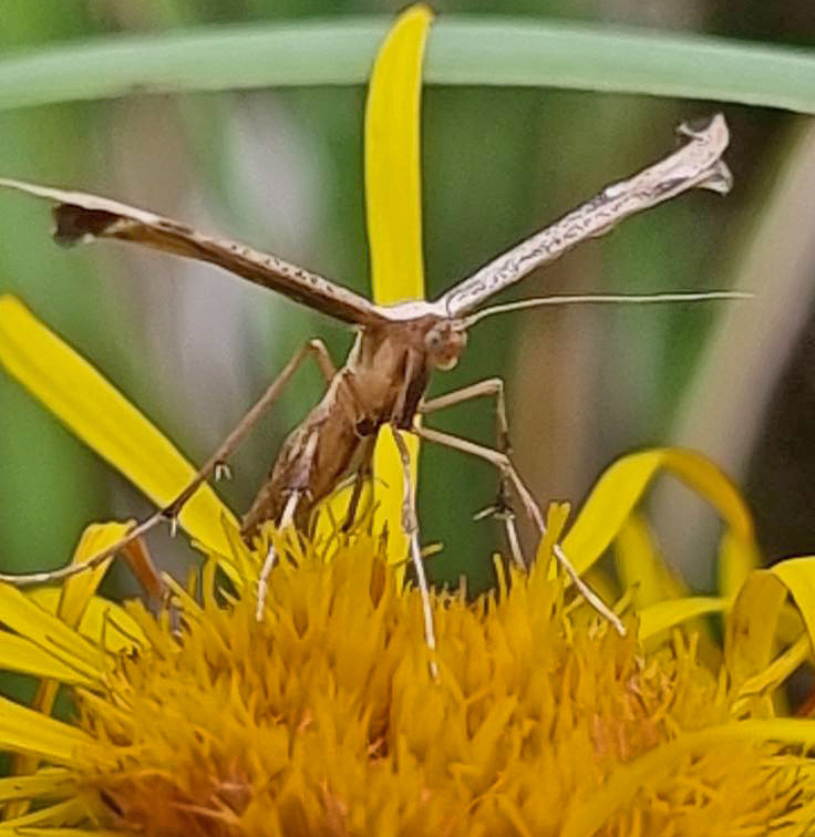 Alantfjermøl, Oidaematophorus lithodactyla. på Pile-Alant, Inula salicina. Amager Fælled, Amager d. 6 juli 2024. Fotograf; Oskar Zytnik