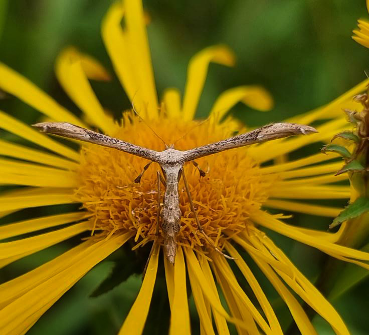 Alantfjermøl, Oidaematophorus lithodactyla. på Pile-Alant, Inula salicina. Amager Fælled, Amager d. 6 juli 2024. Fotograf; Oskar Zytnik
