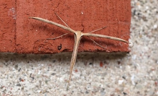 Snerlefjermøl, Emmelina monodactyla (Linnaeus, 1758). Toskiftevej. Sundbyvester, Amager d. 29 oktober 2024. Fotograf; Lars Andersen