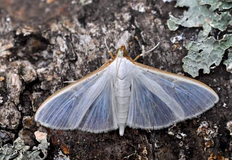 Hvidt Halvmøl, Palpita vitrealis (Rossi, 1794). Balkalund, Bornholm d. 8 september 2024, Fotograf: Michael Stoltze